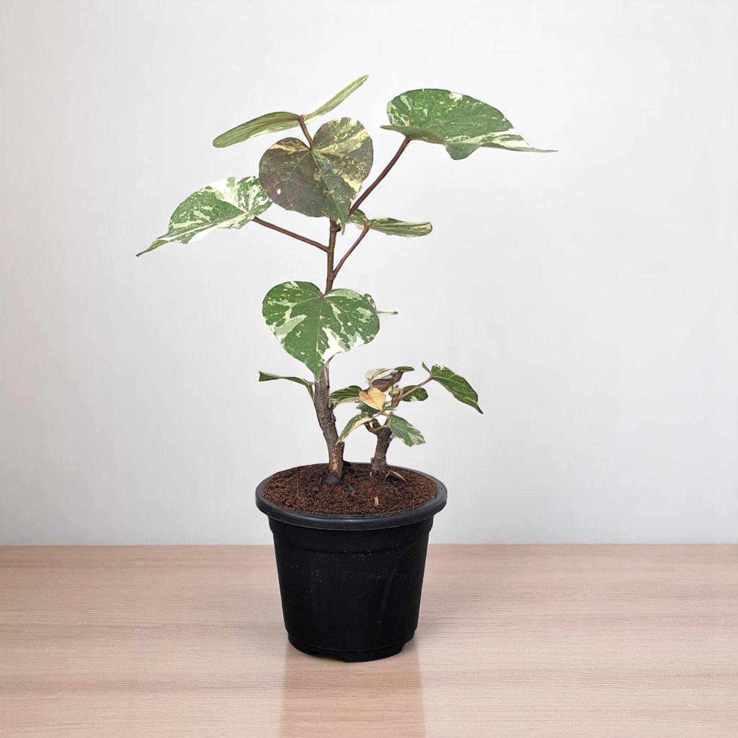 Pink Ball Tree - Dombeya wallichii