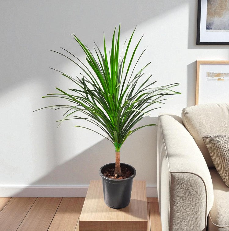 dracaena plant cost Buy Dracaena Draco Plant online at best price