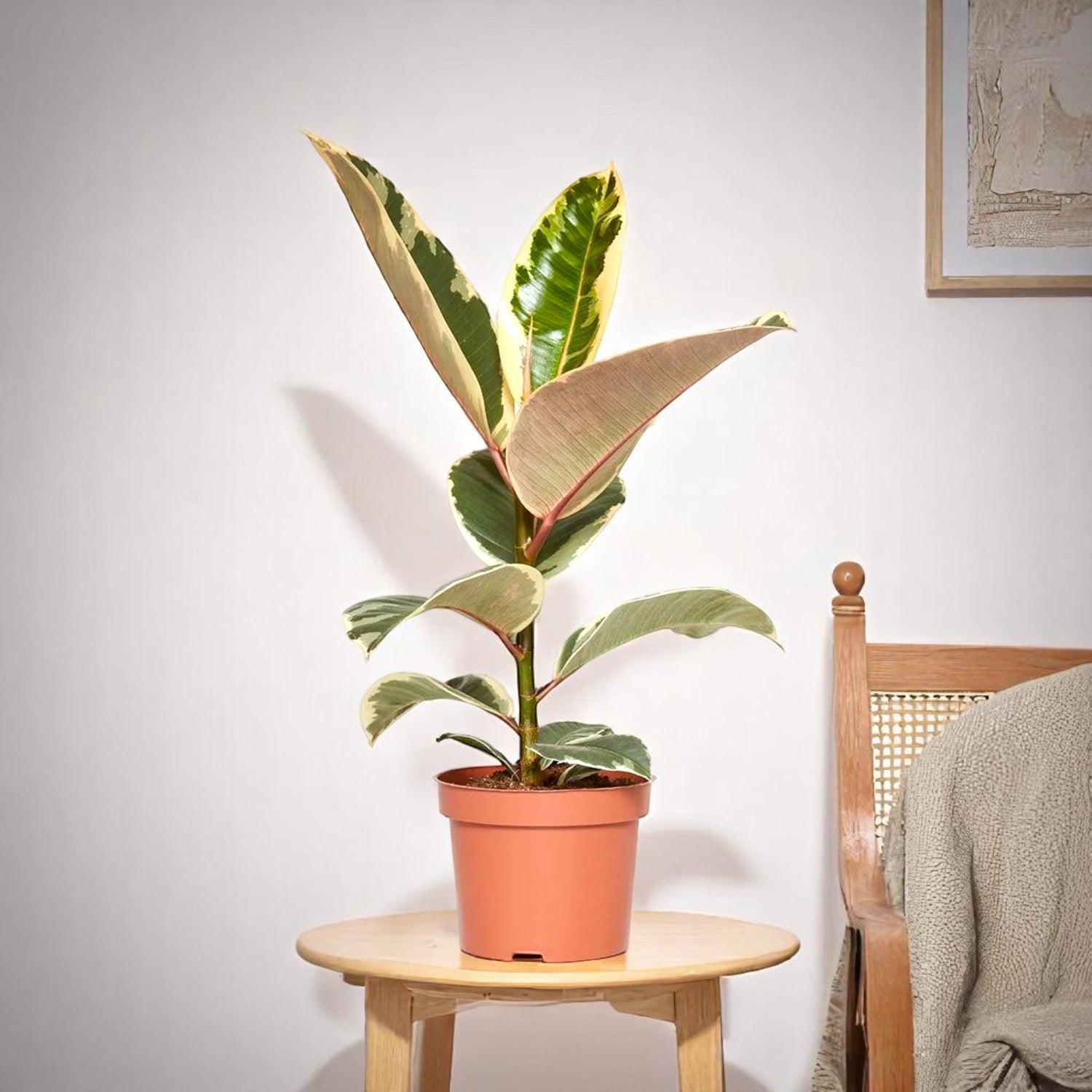 Ficus Elastica - Rubber Plant Variegated