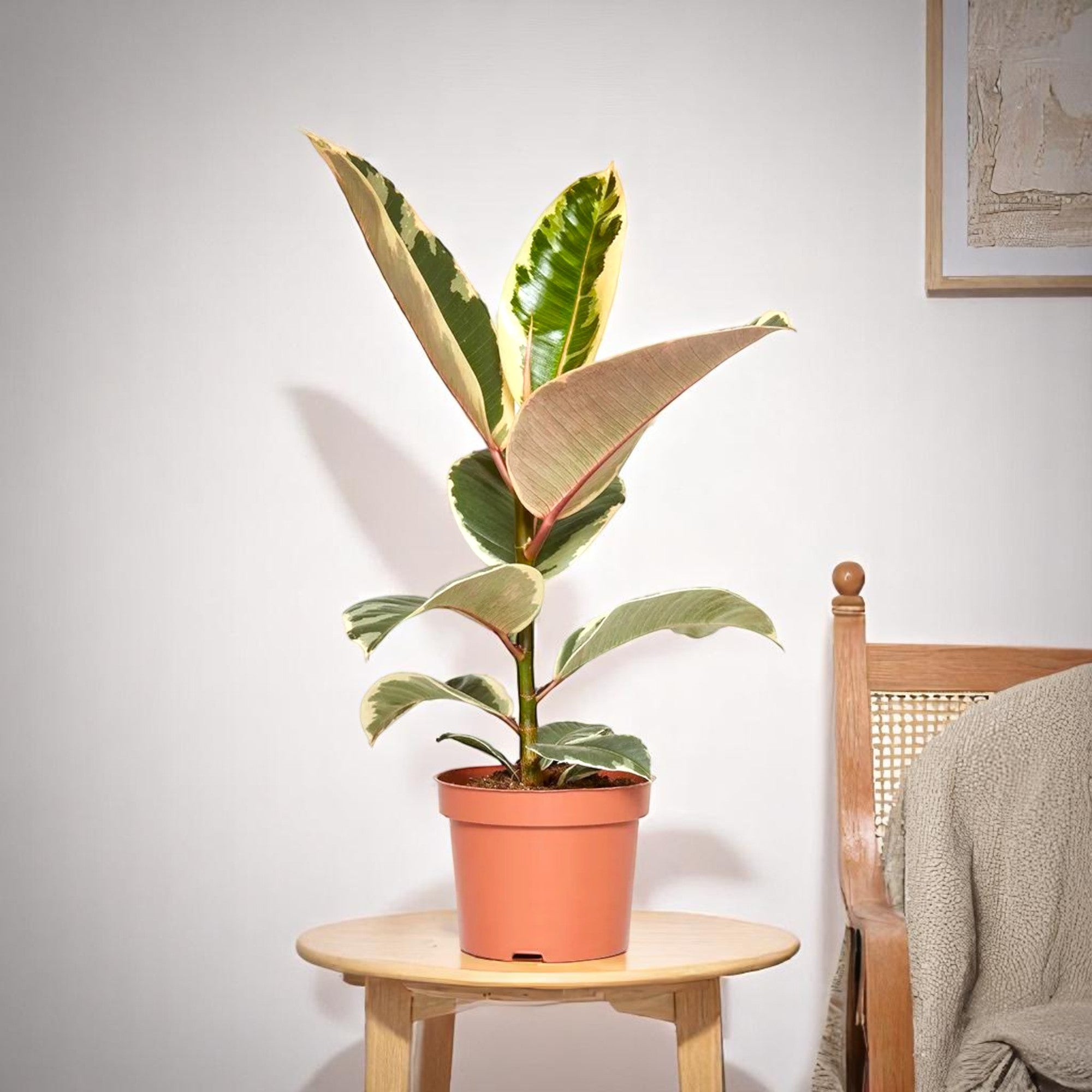 Ficus Elastica - Rubber Plant Variegated