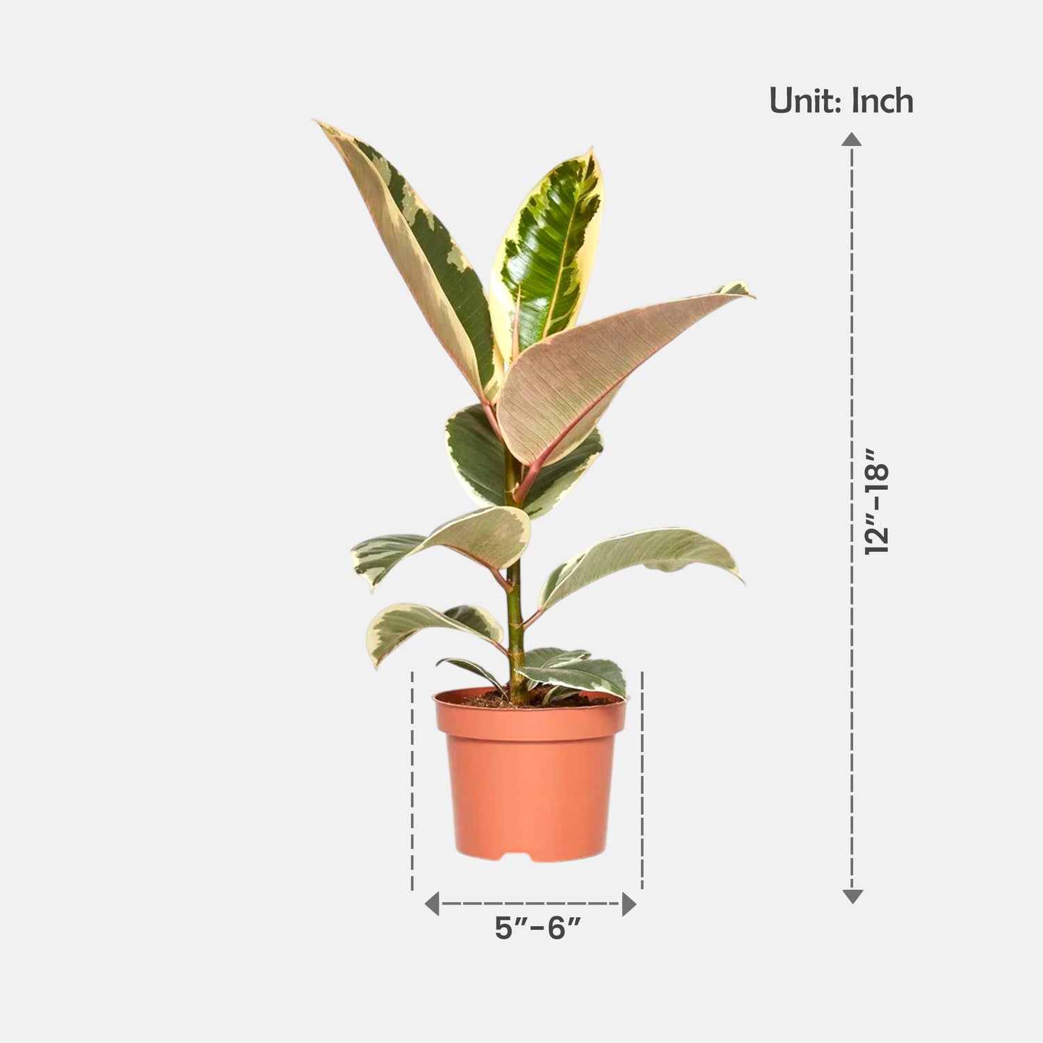 Ficus Elastica - Rubber Plant Variegated
