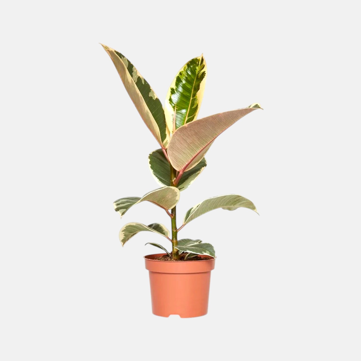 Ficus Elastica - Rubber Plant Variegated