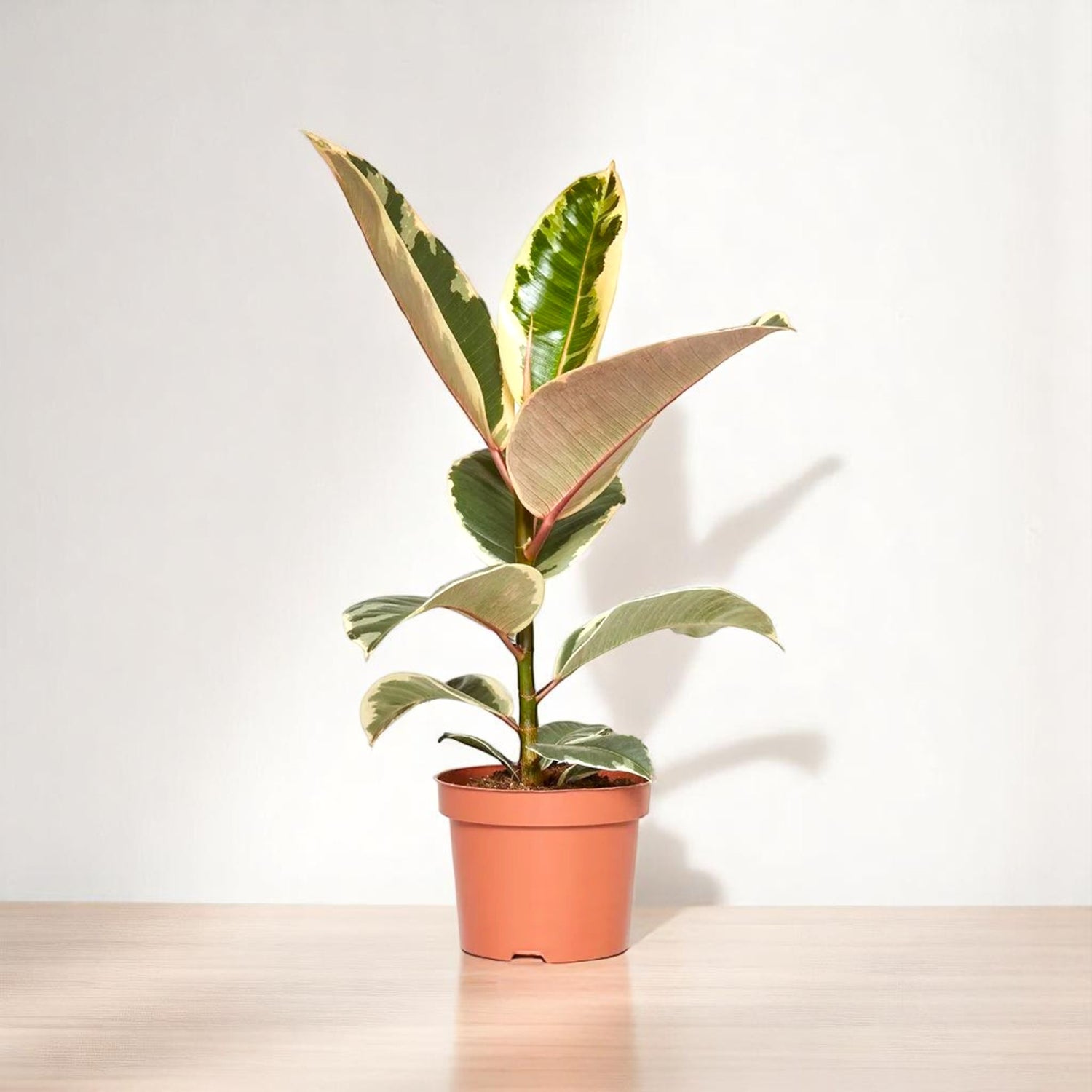 Ficus Elastica - Rubber Plant Variegated