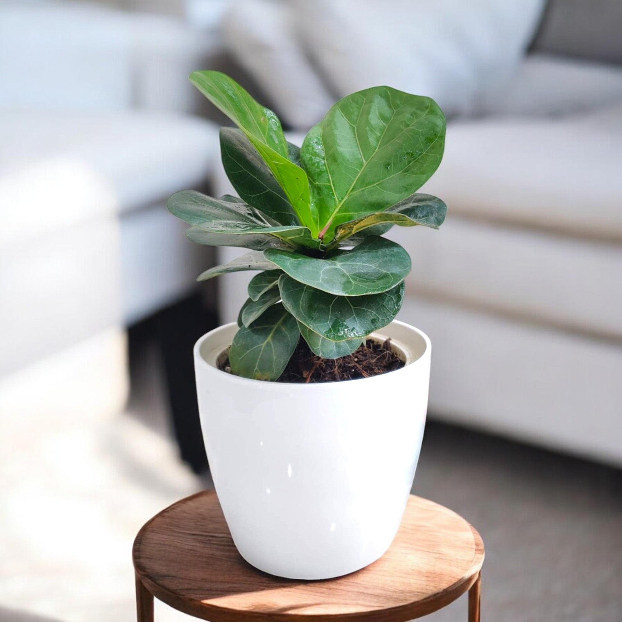 Ficus Lyrata Plant - Fiddle Leaf in white pot