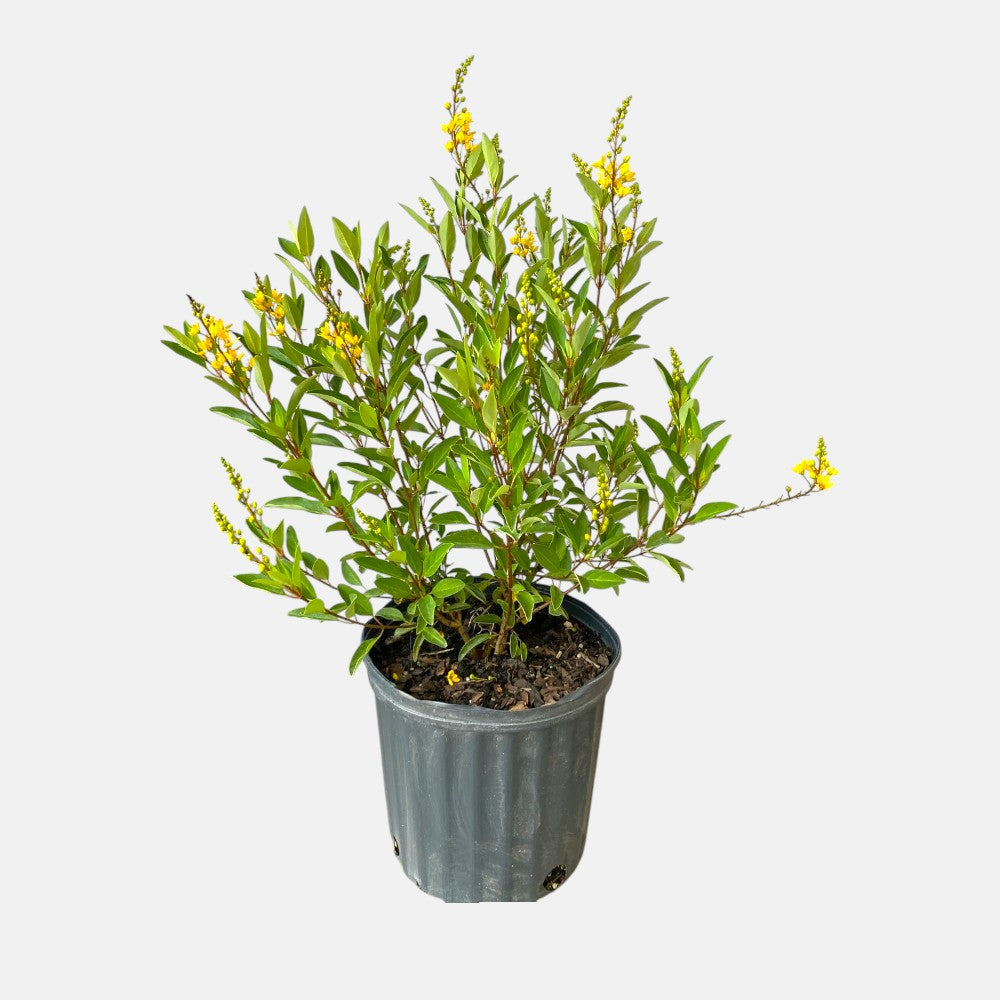 Galphimia Gracilis Plant - Golden Shower