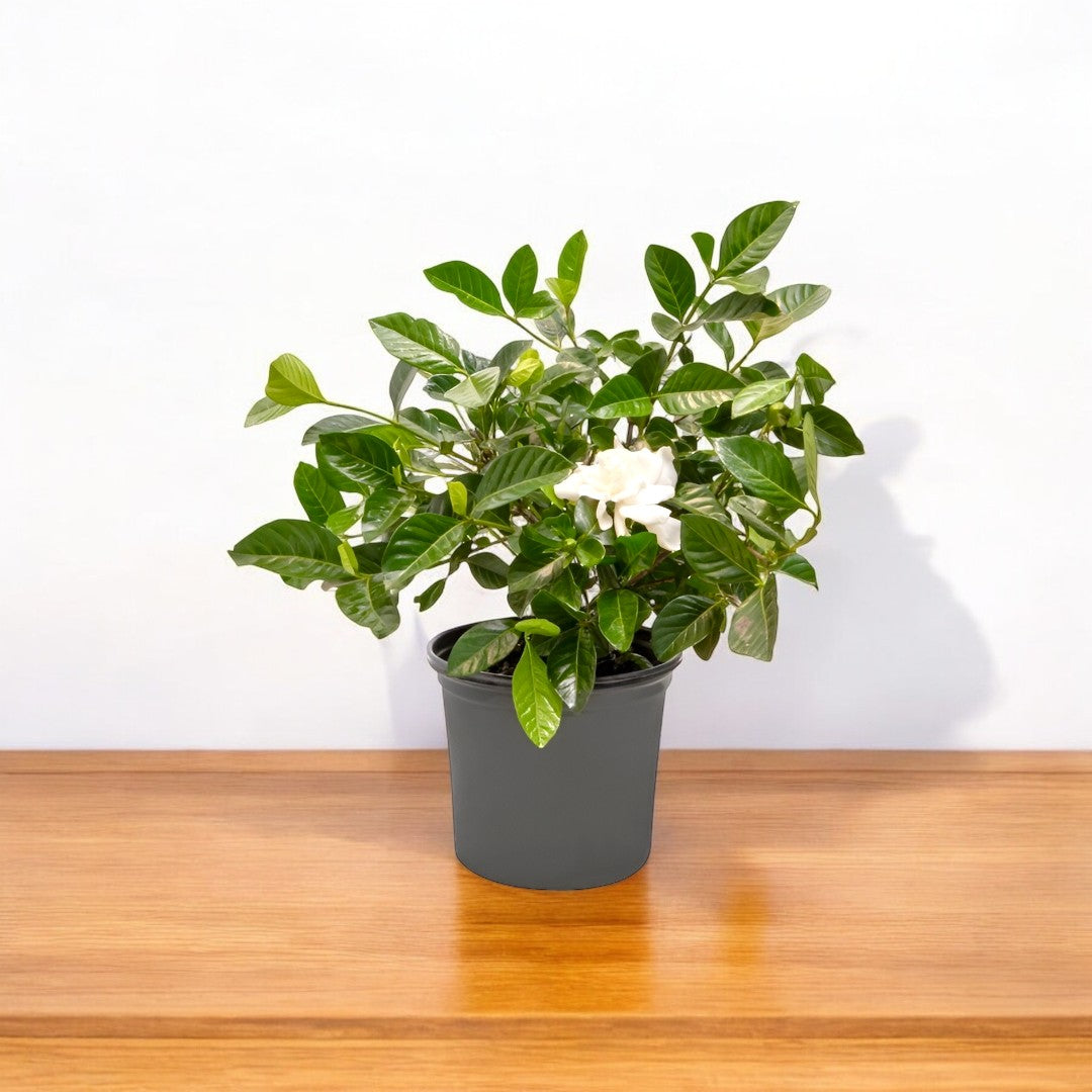 gardenia plant indoor benefits Buy Gardenia