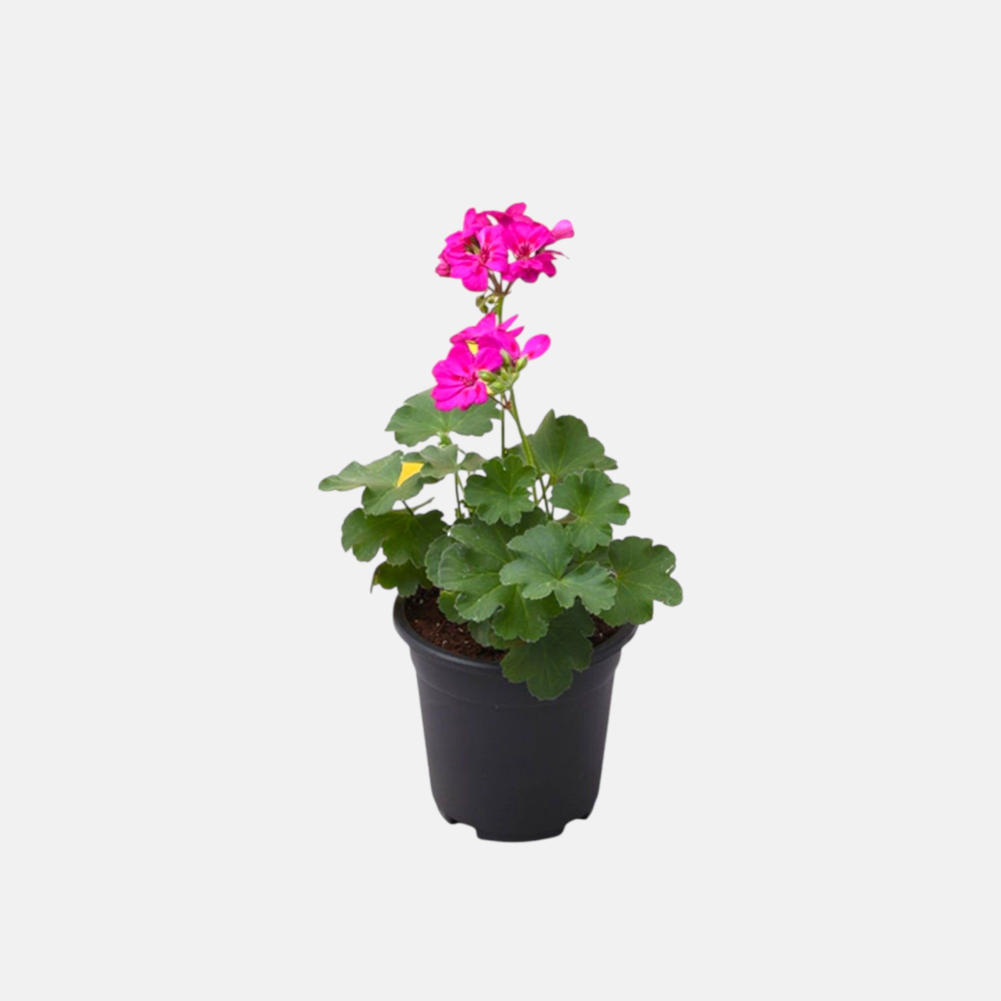Geranium Pink Plant