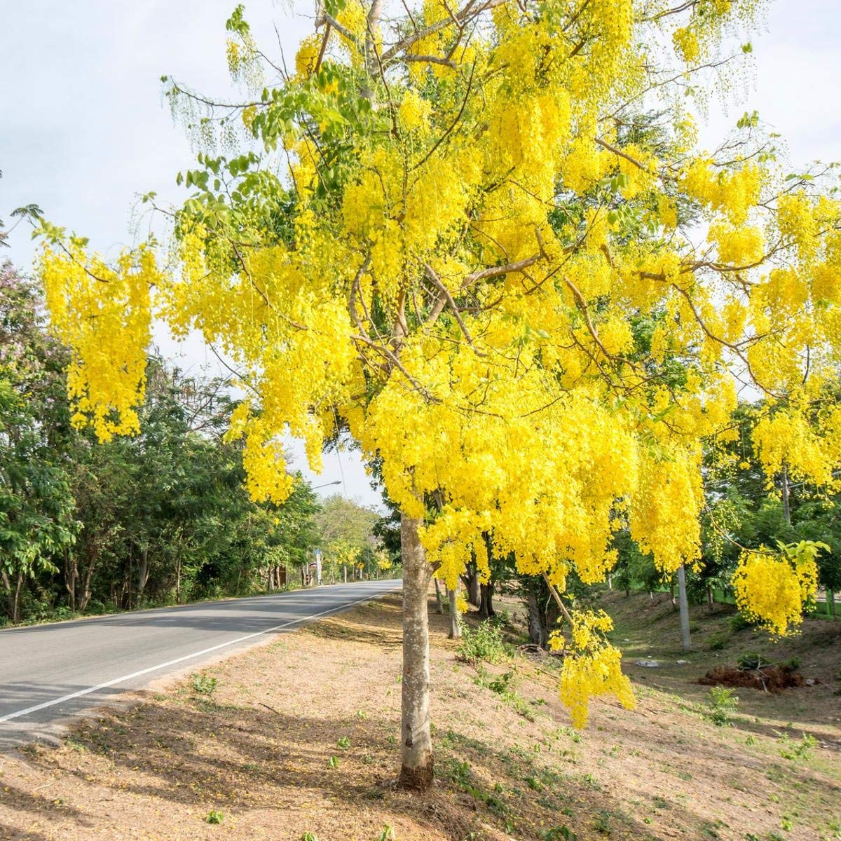 golden shower tree bonsai Buy Golden Shower Tree
