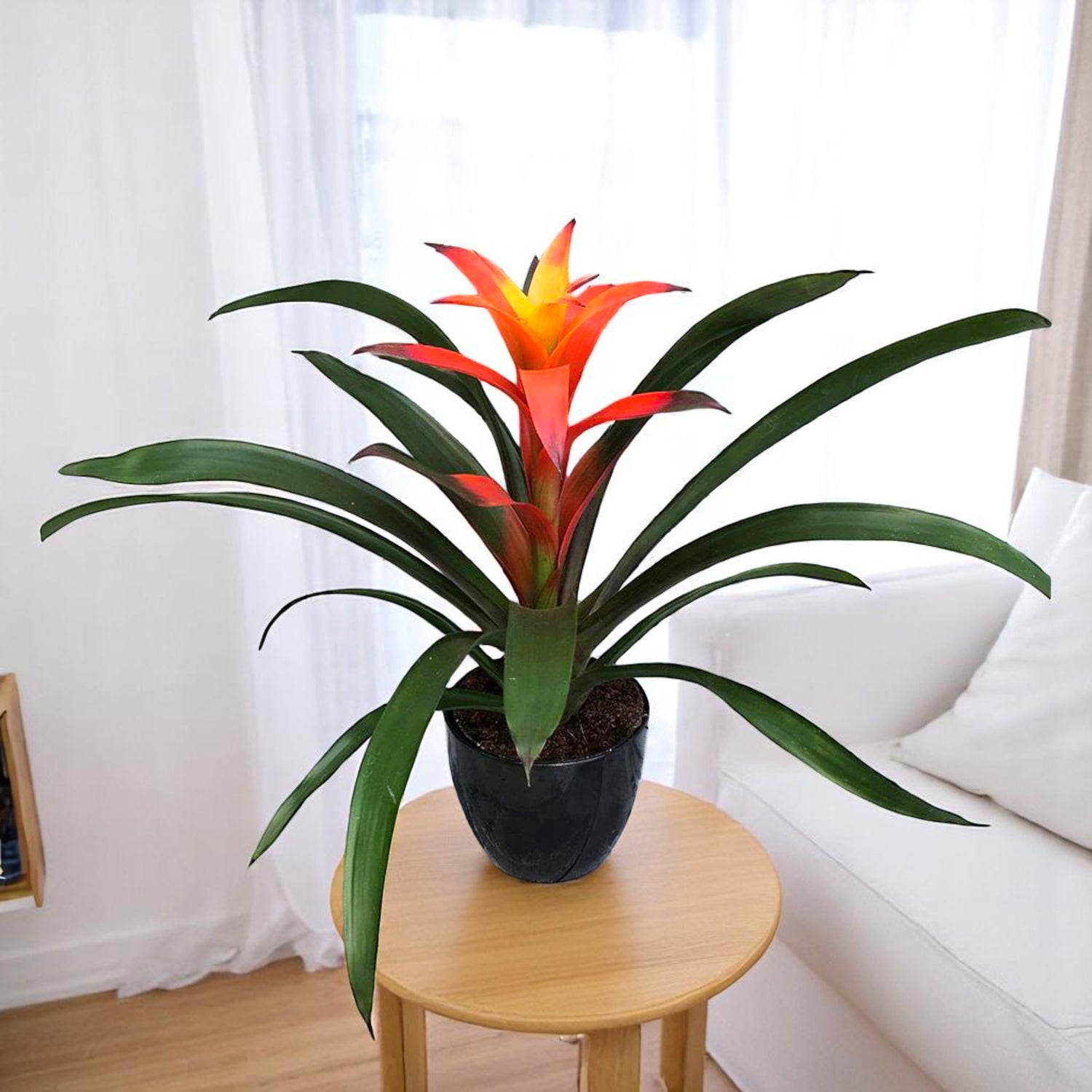 Guzmania Orange Plant - Indoor Flower Plant