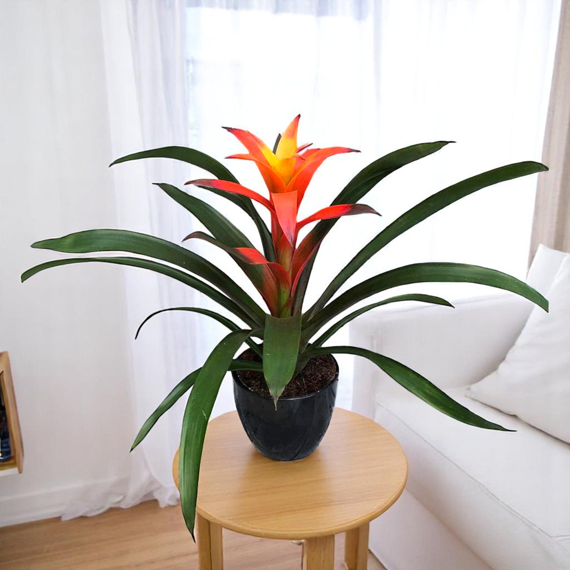 Guzmania Orange Plant - Indoor Flower Plant