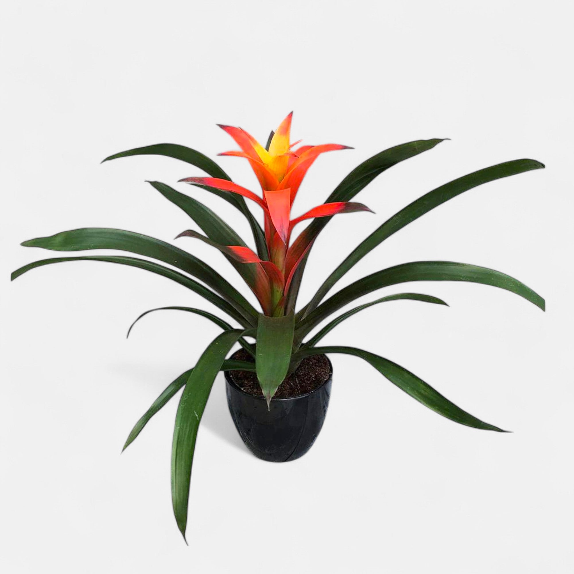 Guzmania Orange Plant - Indoor Flower Plant