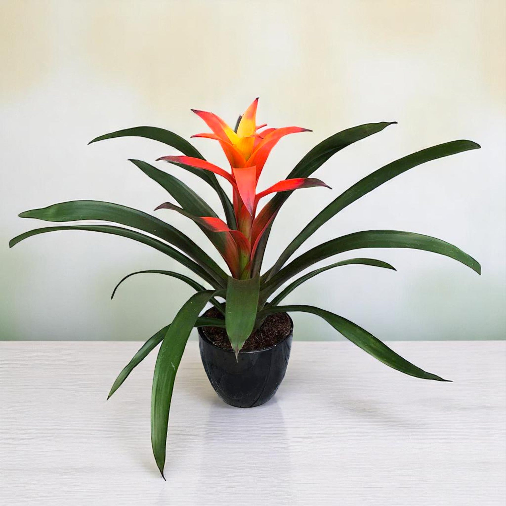Guzmania Orange Plant - Indoor Flower Plant