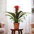 Guzmania Red Plant