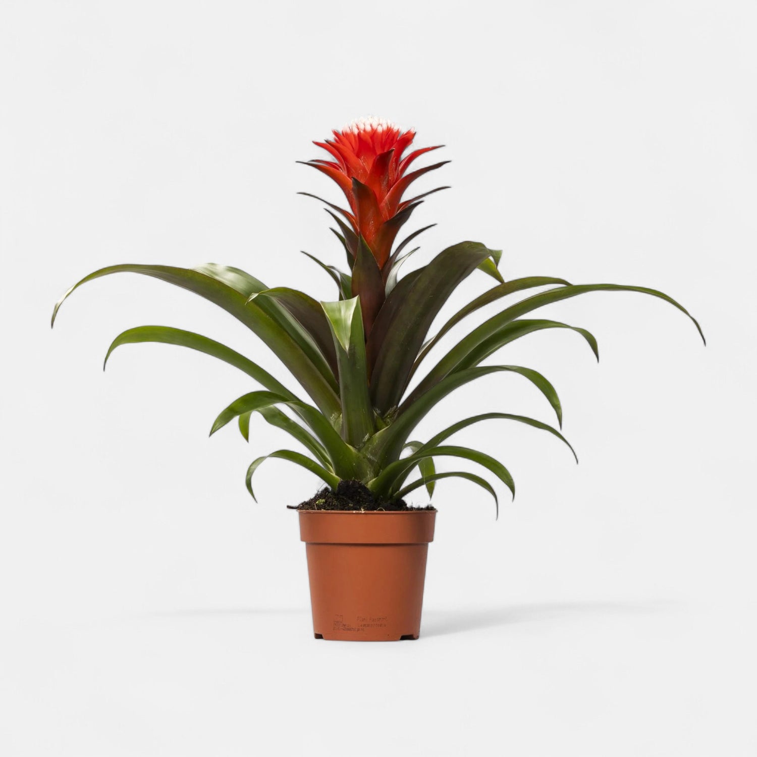 Guzmania Red Plant