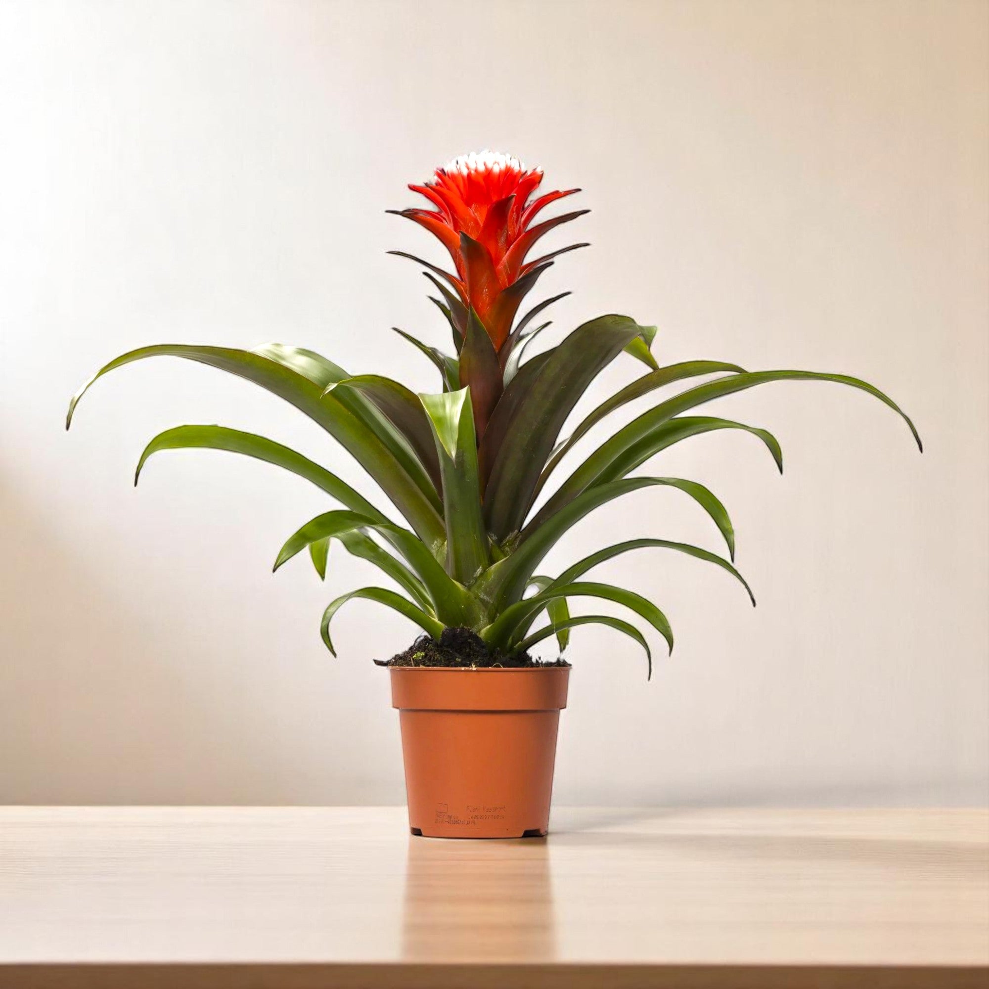 Guzmania Red Plant