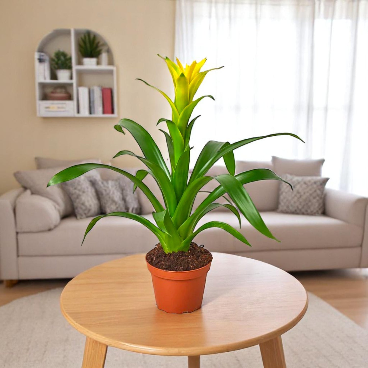 Guzmania Yellow Plant
