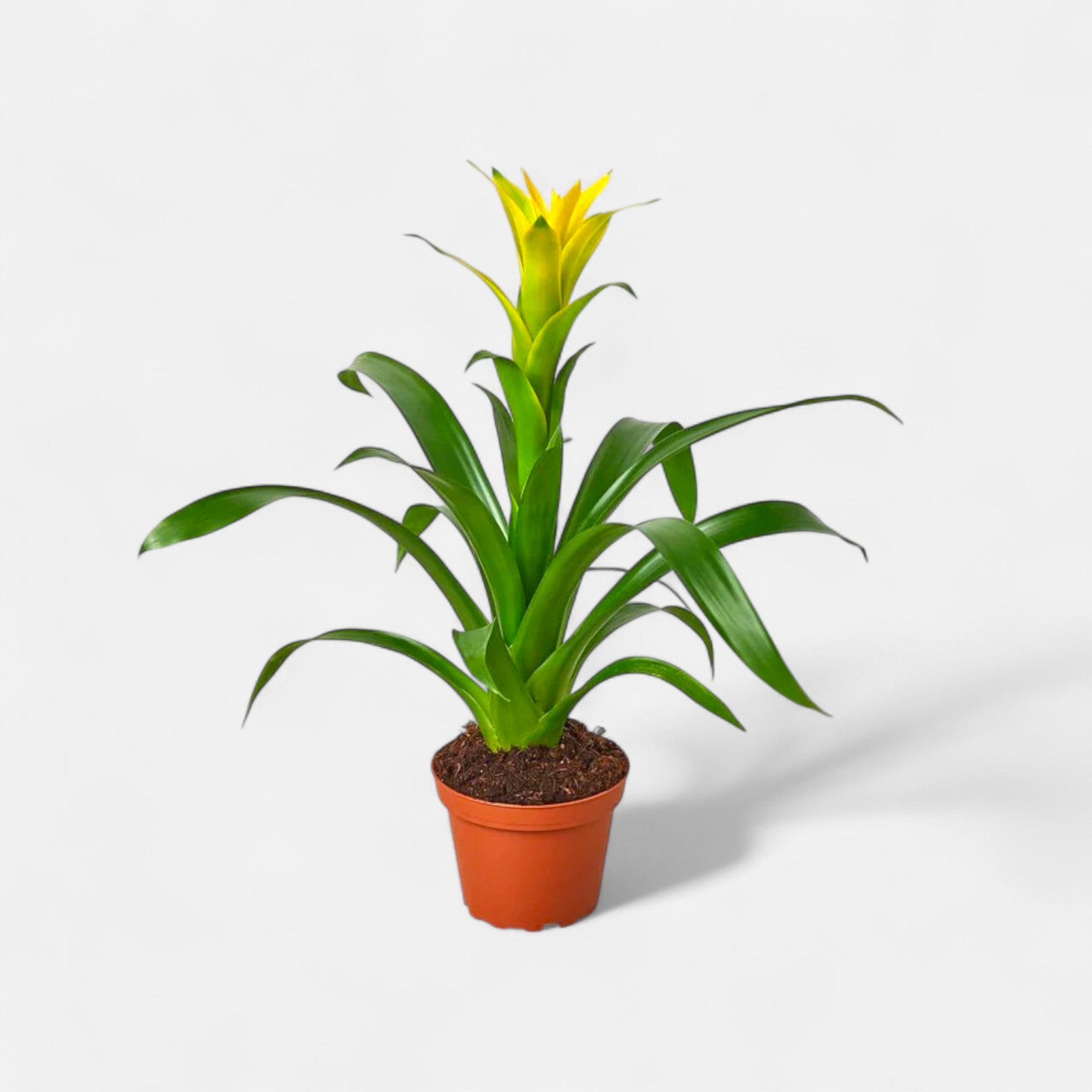 Guzmania Yellow Plant