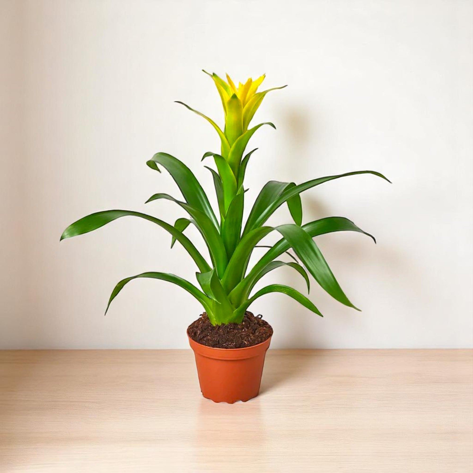 Guzmania Yellow Plant