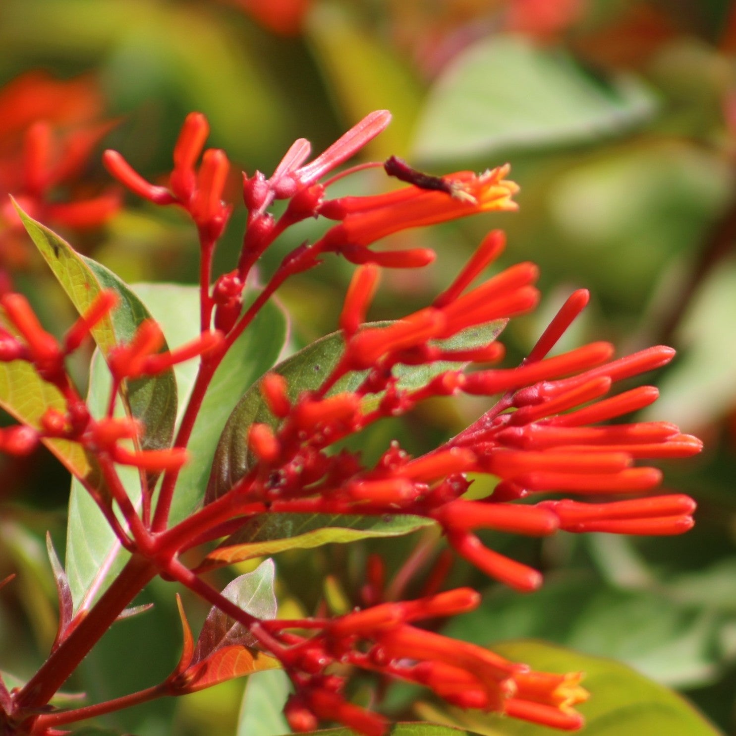 Hamelia Pattens Plant, Firebush, Scarlet bush