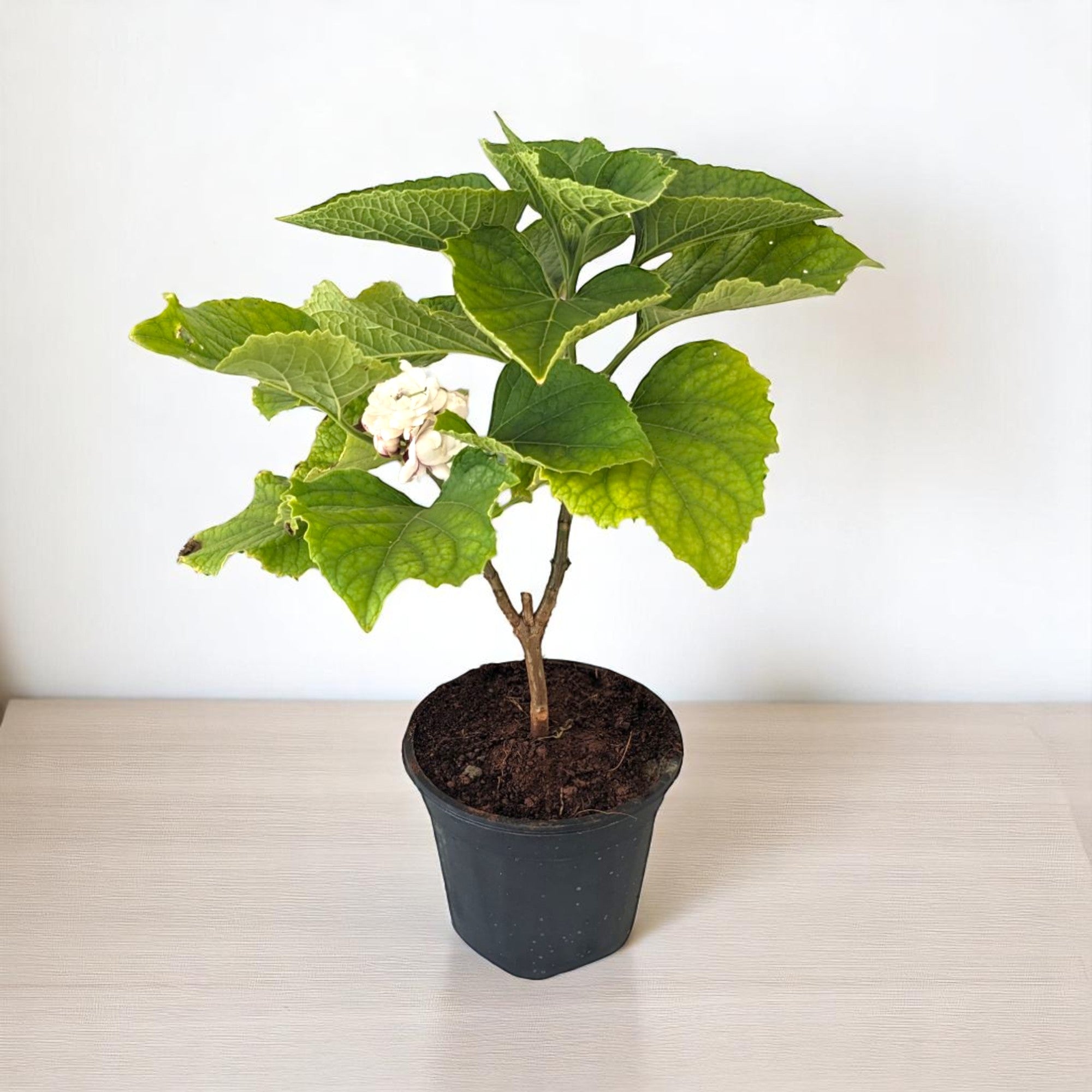 Hazari Mogra Plant - Clerodendrum Chinense