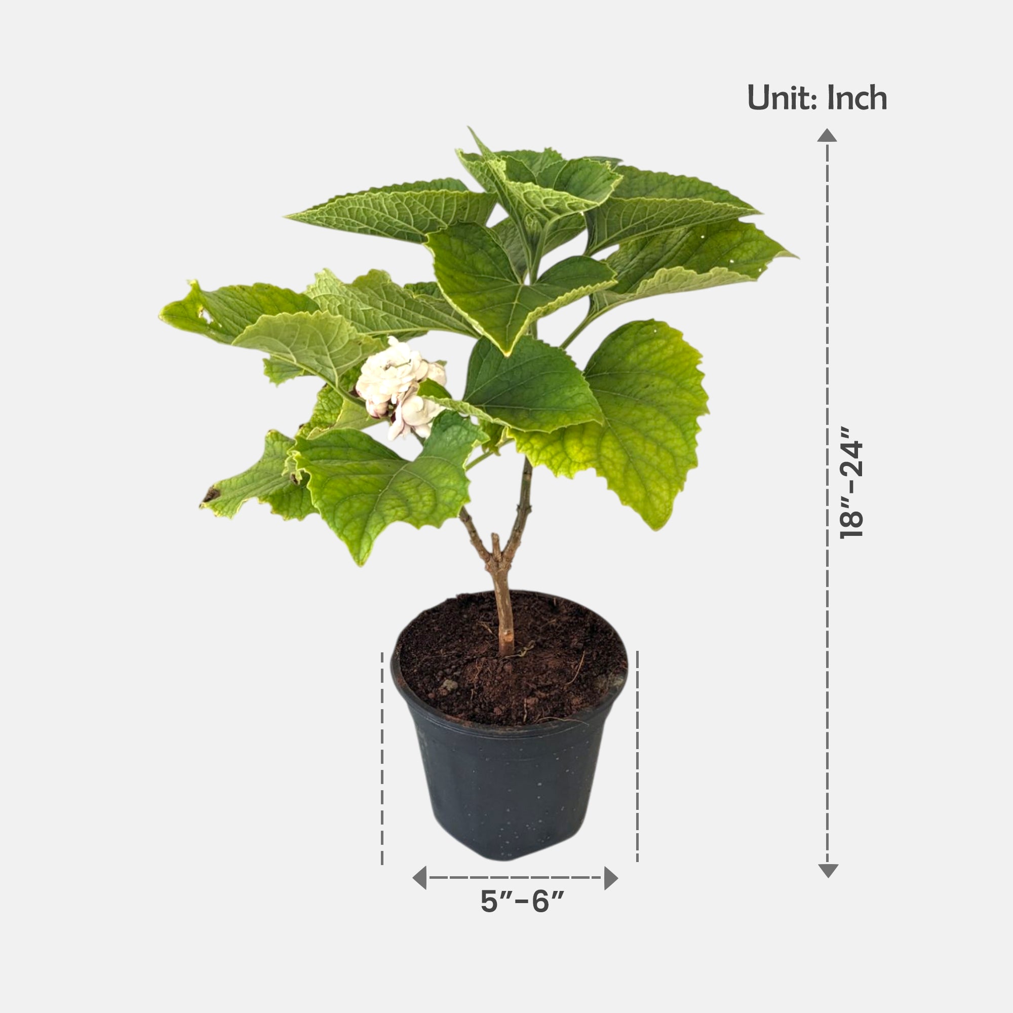 Hazari Mogra Plant - Clerodendrum Chinense