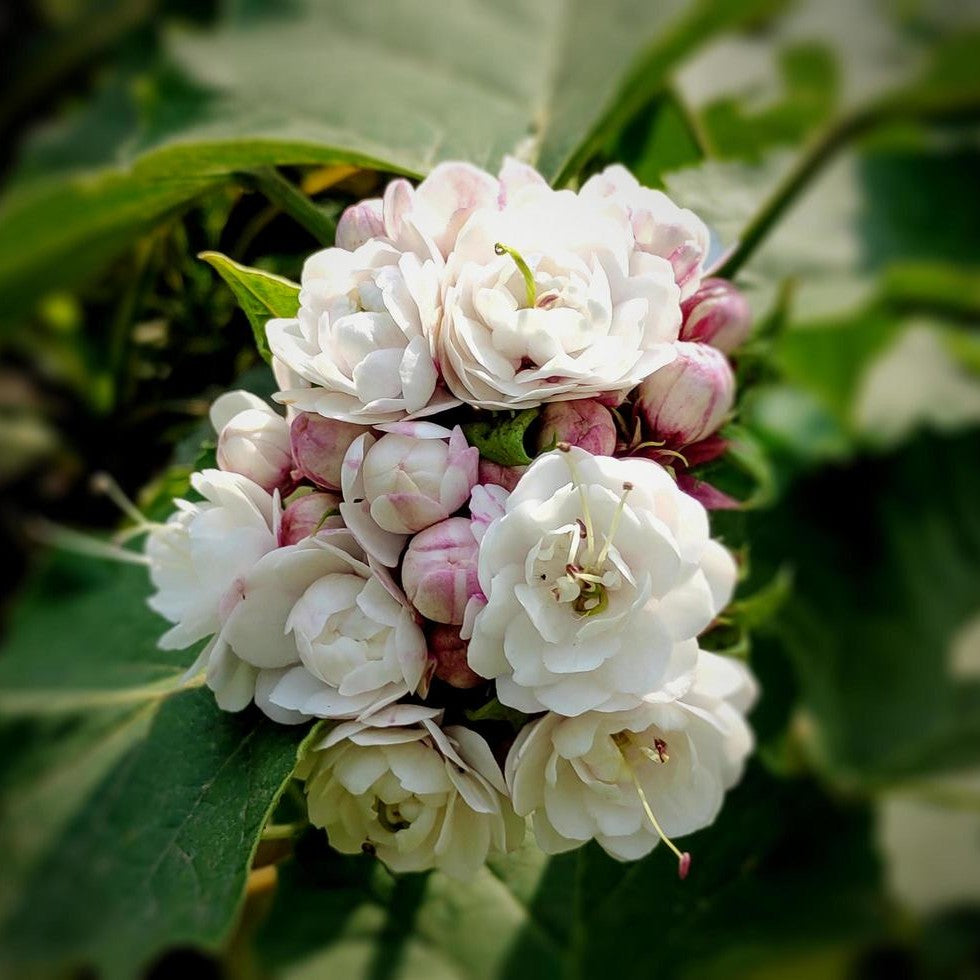 mogra flower seeds Buy Hazari Mogra Plant online at best price
