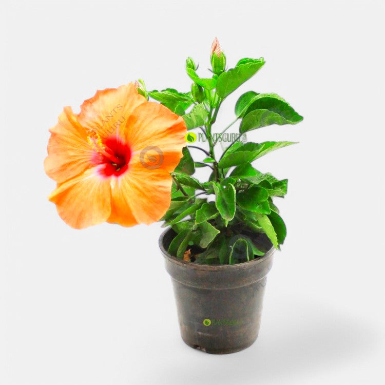 Hibiscus Dwarf Orange Jumbo Plant - Jaswand, Gudhal