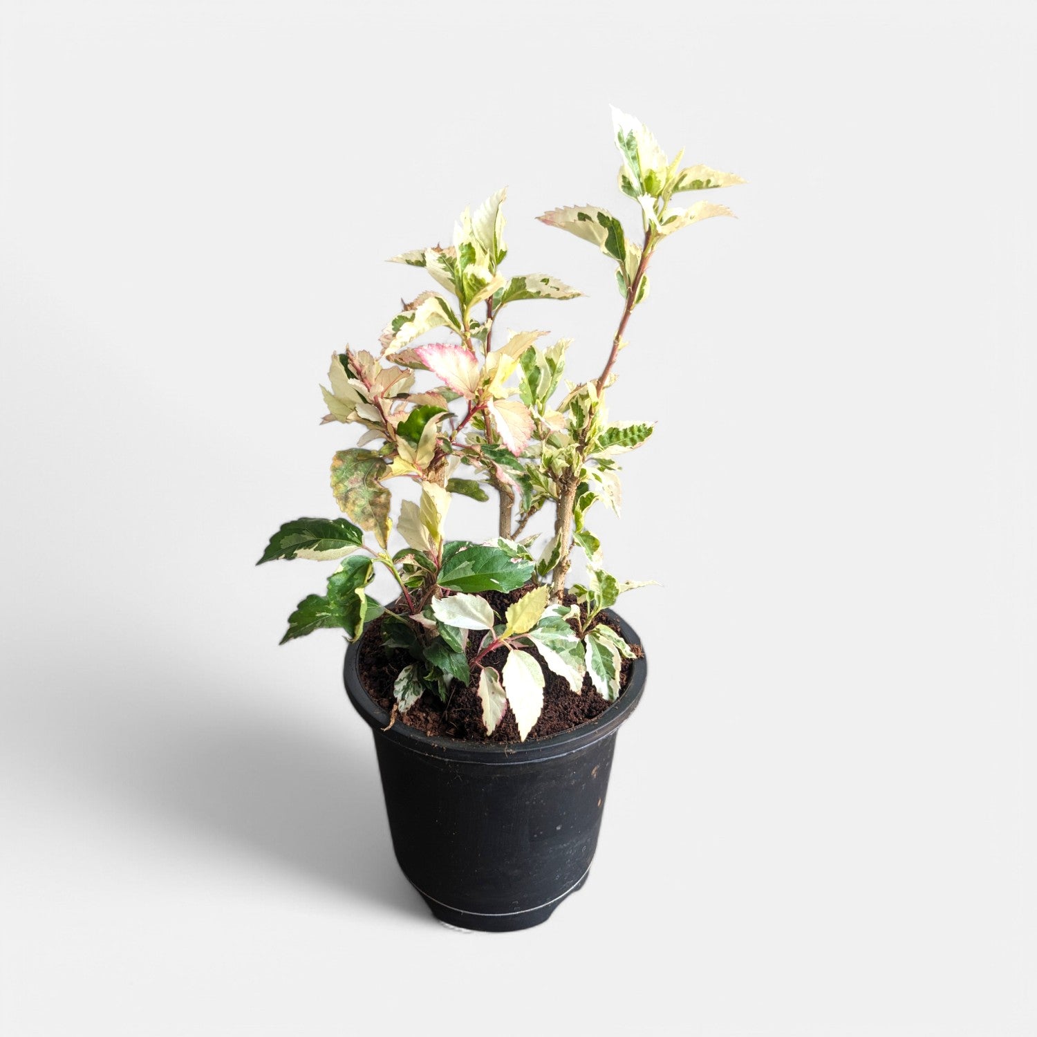 Hibiscus Variegated Plant - Jaswand, Gudhal in 6" Inch Pot