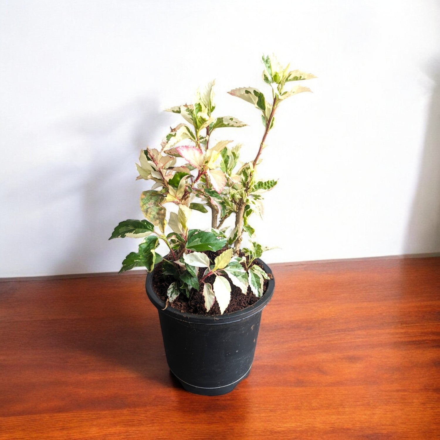 Hibiscus Variegated Plant - Jaswand, Gudhal in 6" Inch Pot