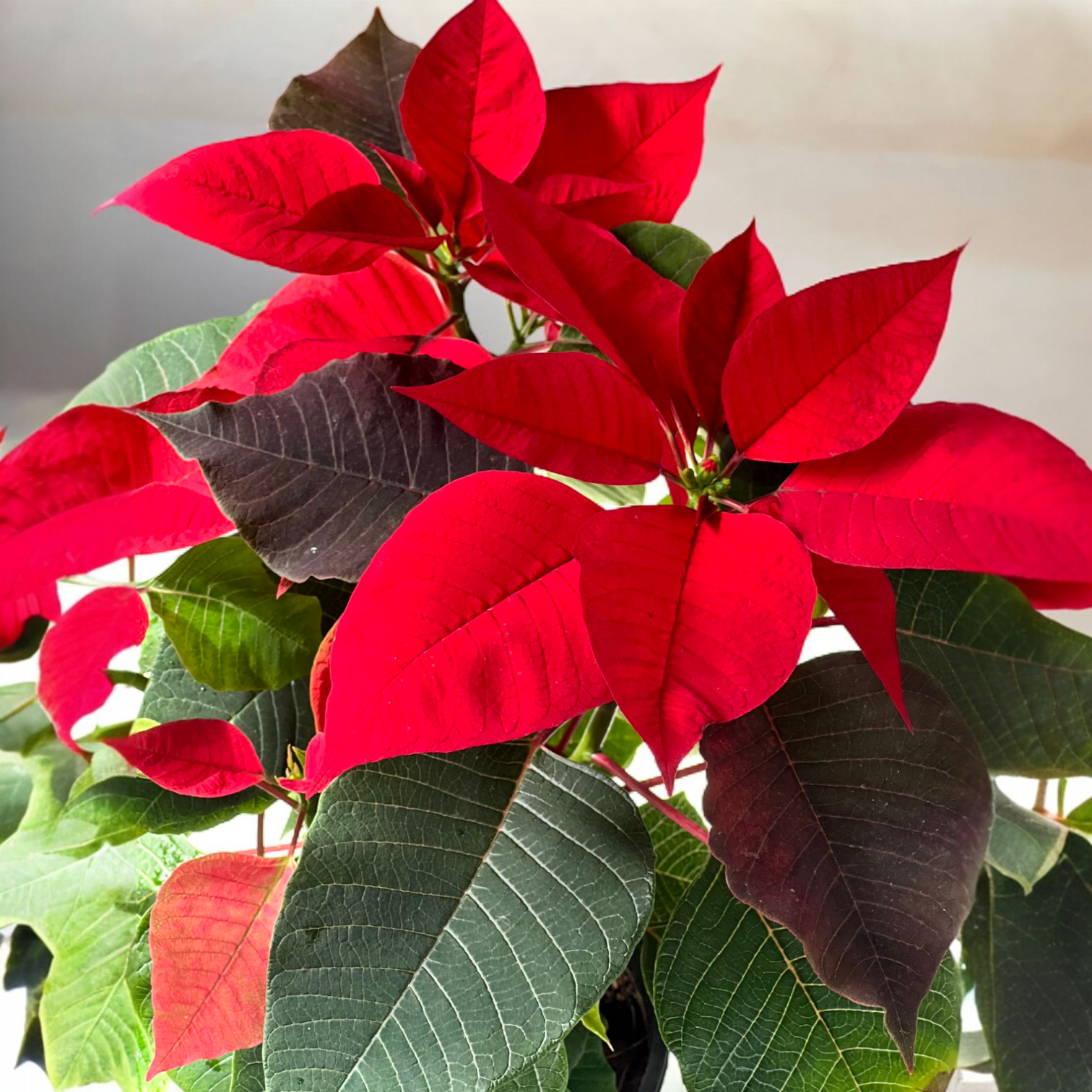 Poinsettia Red Plant