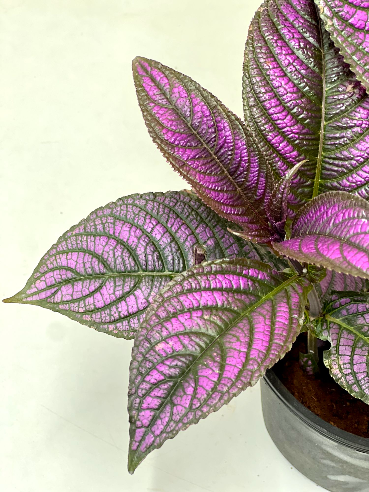 Peacock Plant, Persian Shield - Strobilanthes Dyerianus