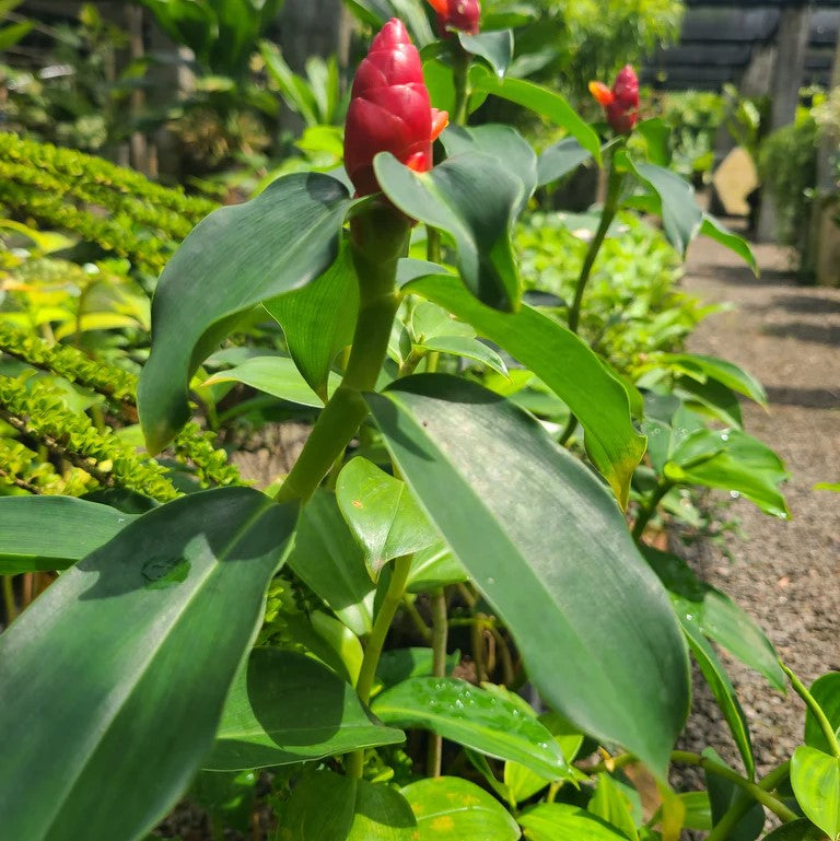 costus igneus plant seeds Buy Insulin Plant