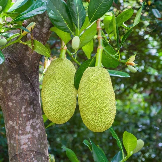 Jackfruit Plant