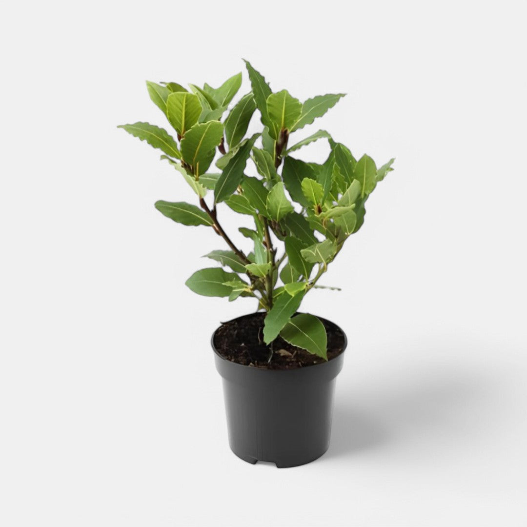 Allspice Plant - Jamaica Pimenta, Myrtle Pepper