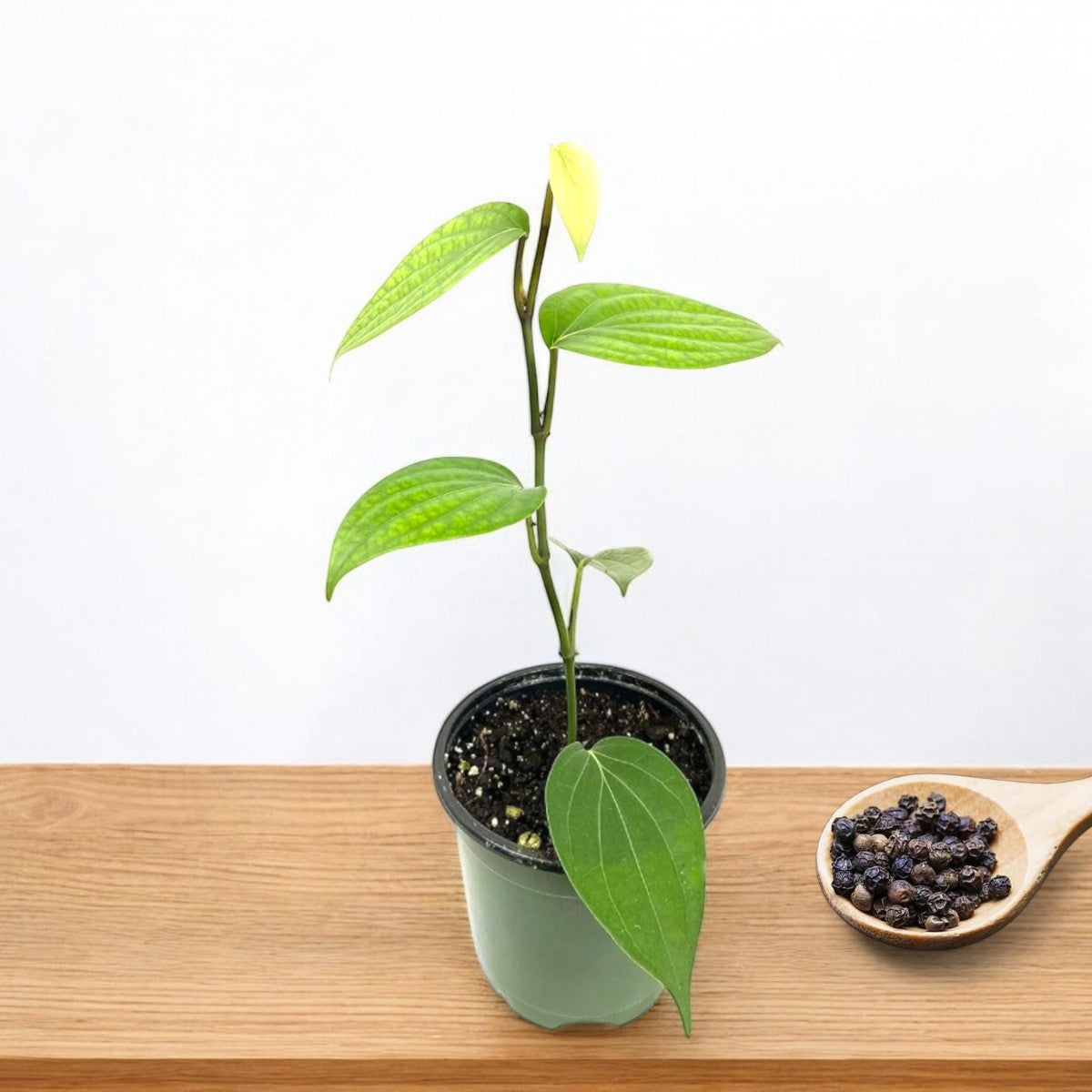 black pepper plant in pot Buy Kali Mirch Plant