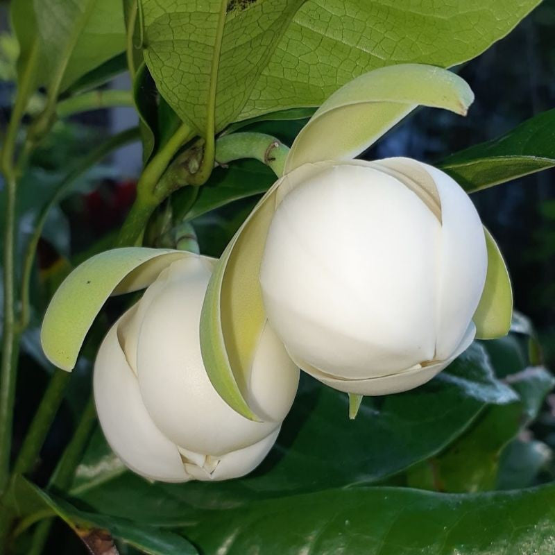 Kavati Chafa White - Magnolia Liliifera