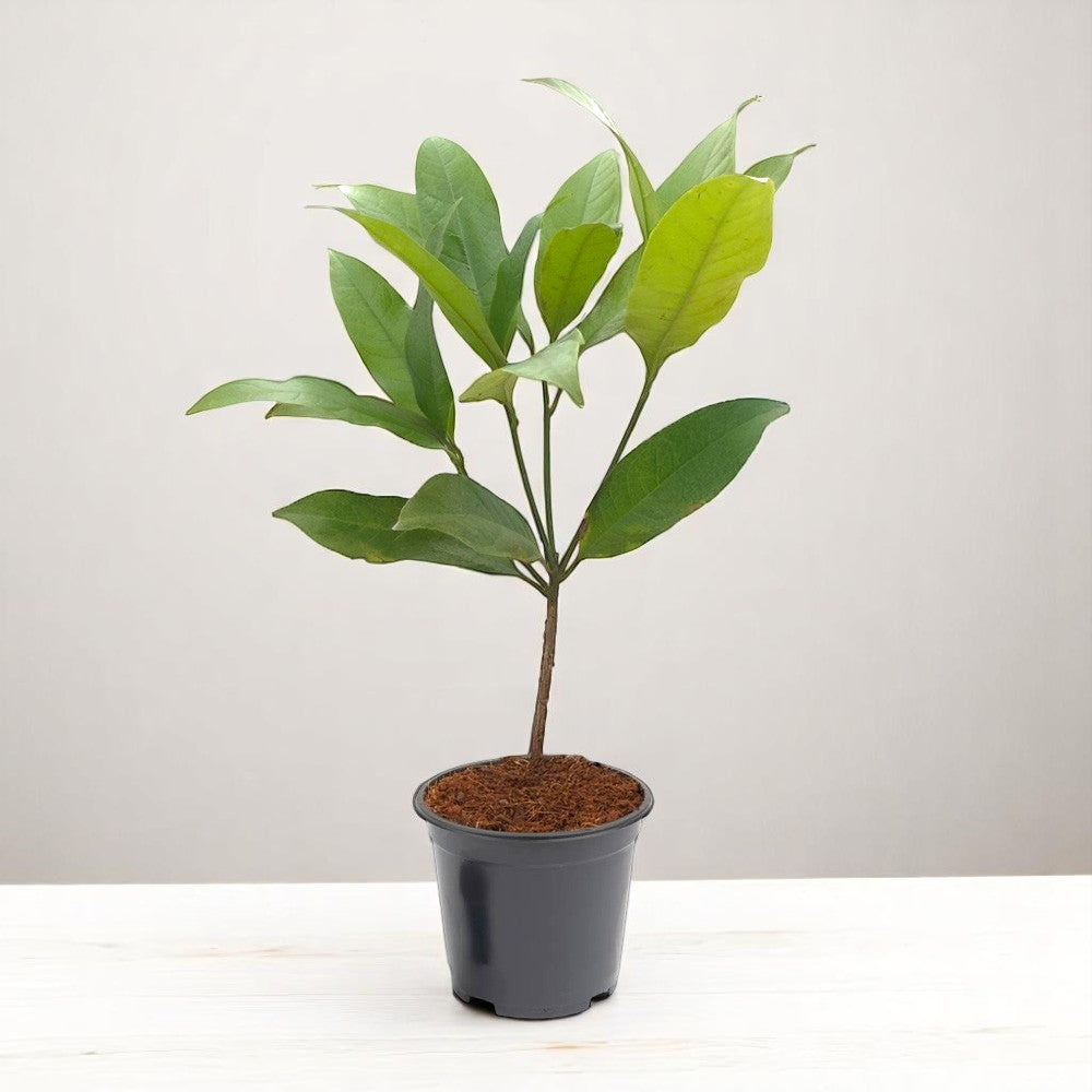 Kavati Chafa White - Magnolia Liliifera