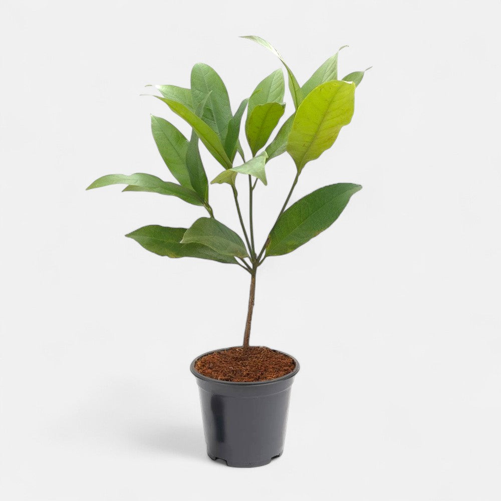 Kavati Chafa White - Magnolia Liliifera