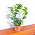 Madagascar Jasmine