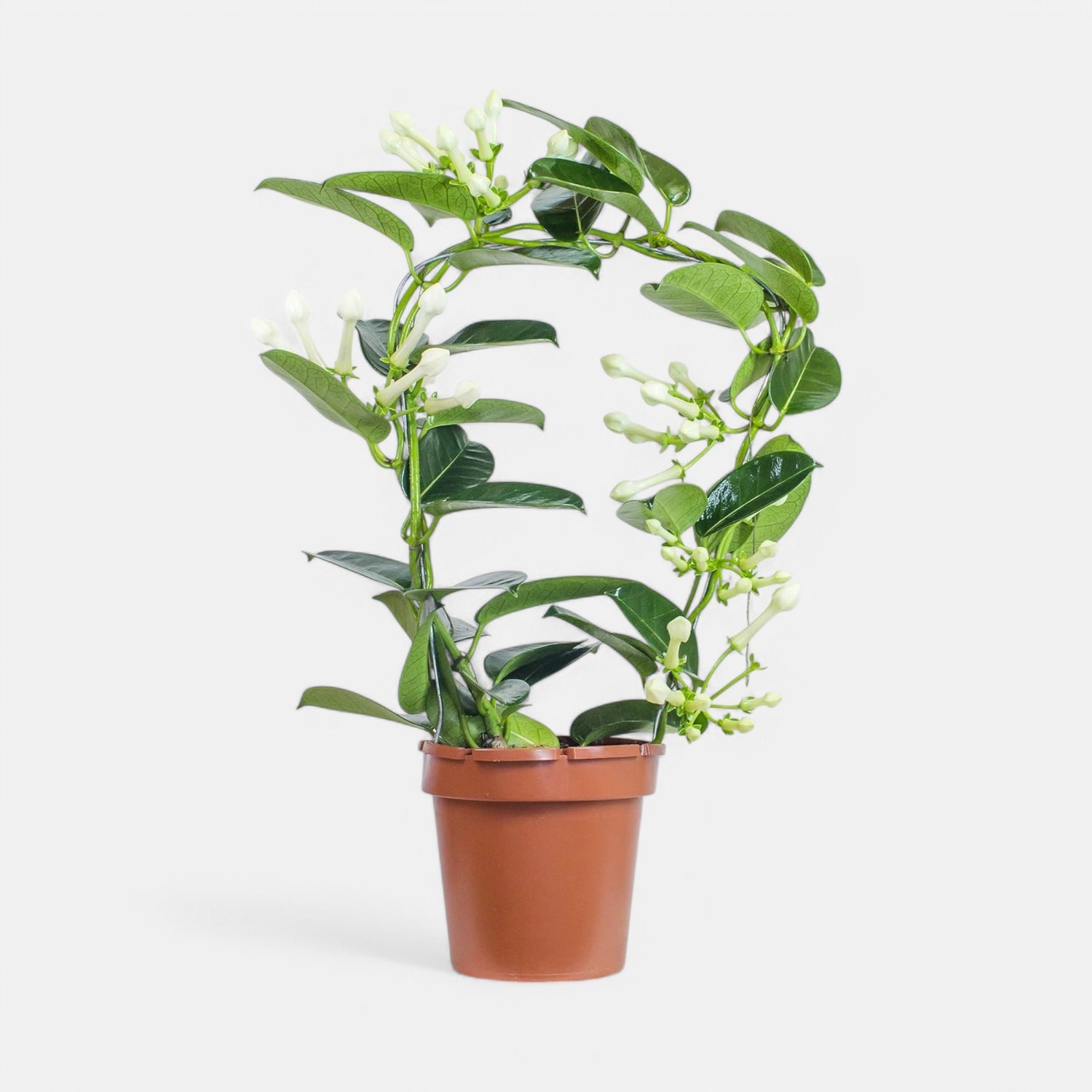 Madagascar Jasmine