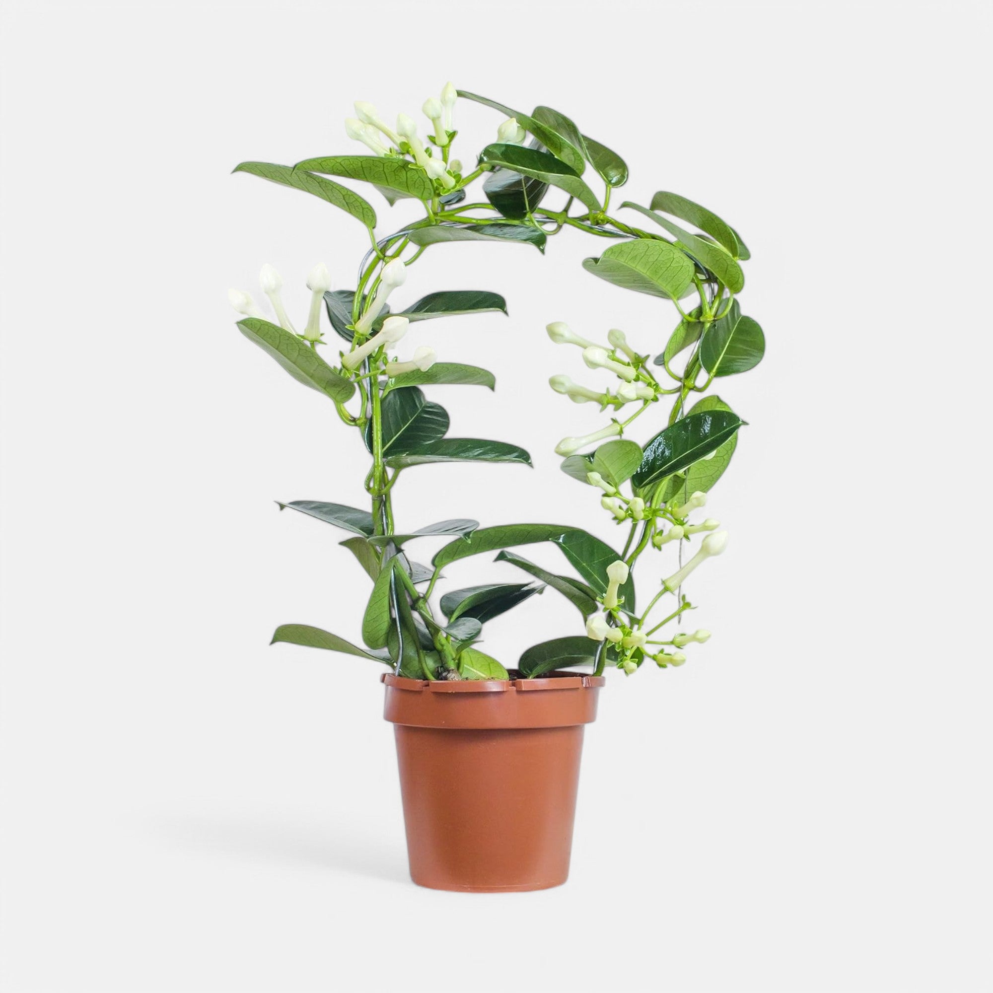Madagascar Jasmine