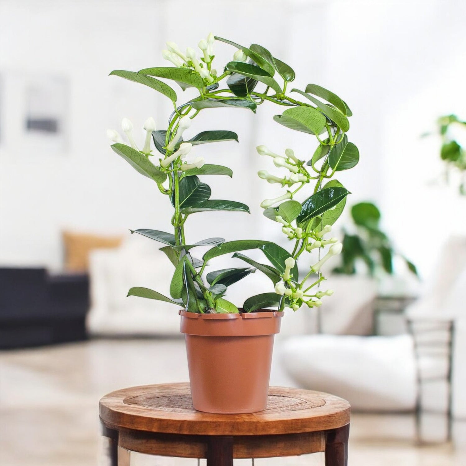 Madagascar Jasmine