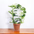 Madagascar Jasmine