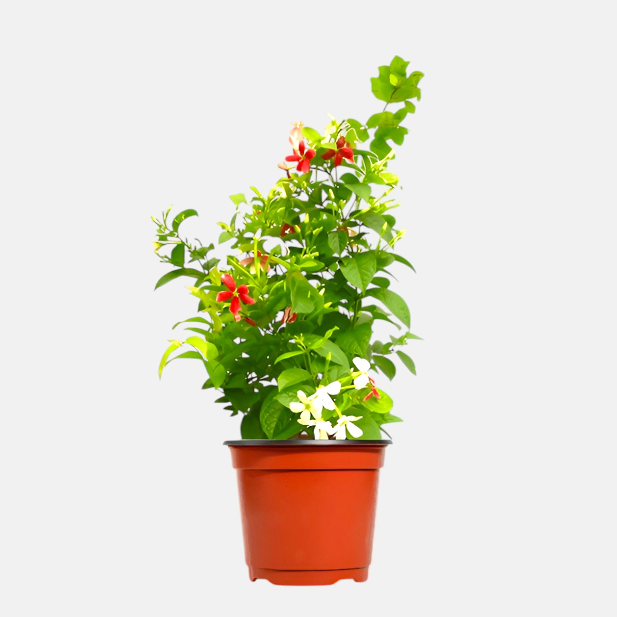 Madhumalti Plant - Rangoon Creeper