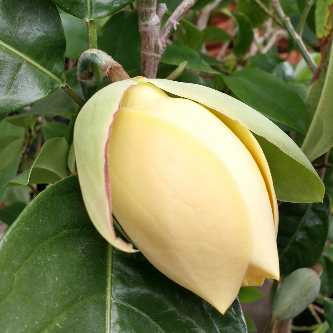 Kavati Chafa Yellow plant