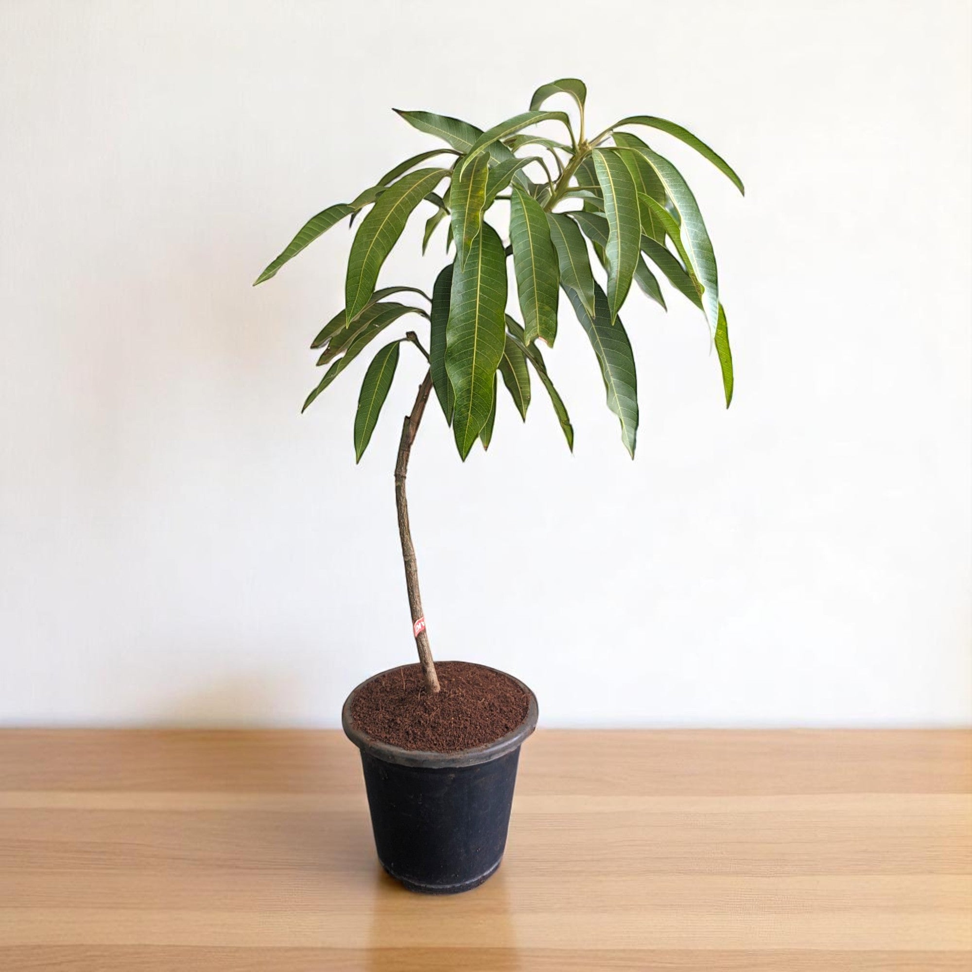Mango Hapus Plant