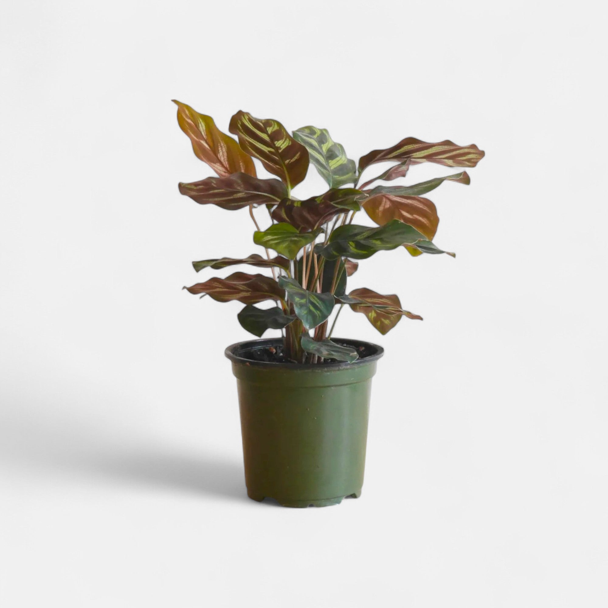 Marantha Makoyana Plant - Maranta, Calathea Makoyana