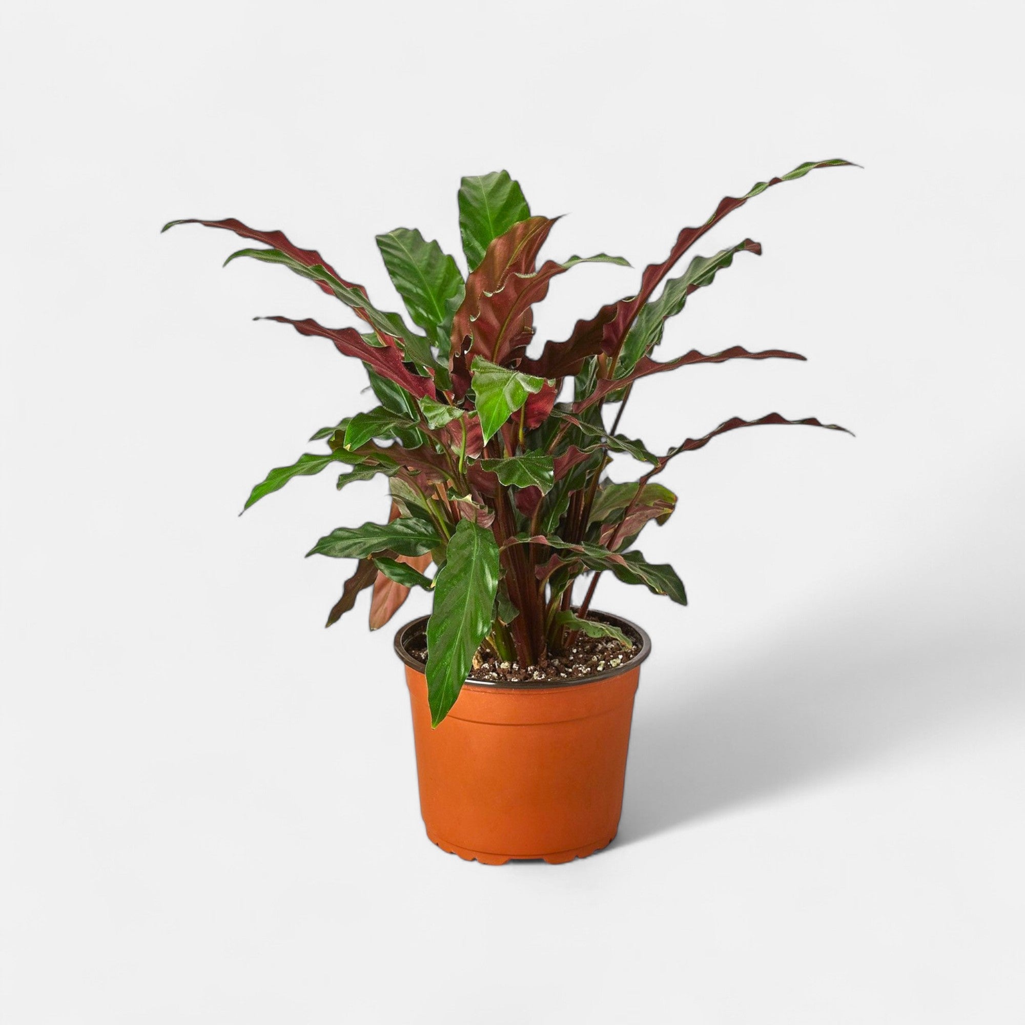 Marantha Rufibarba Plant - Calathea Rufibarba