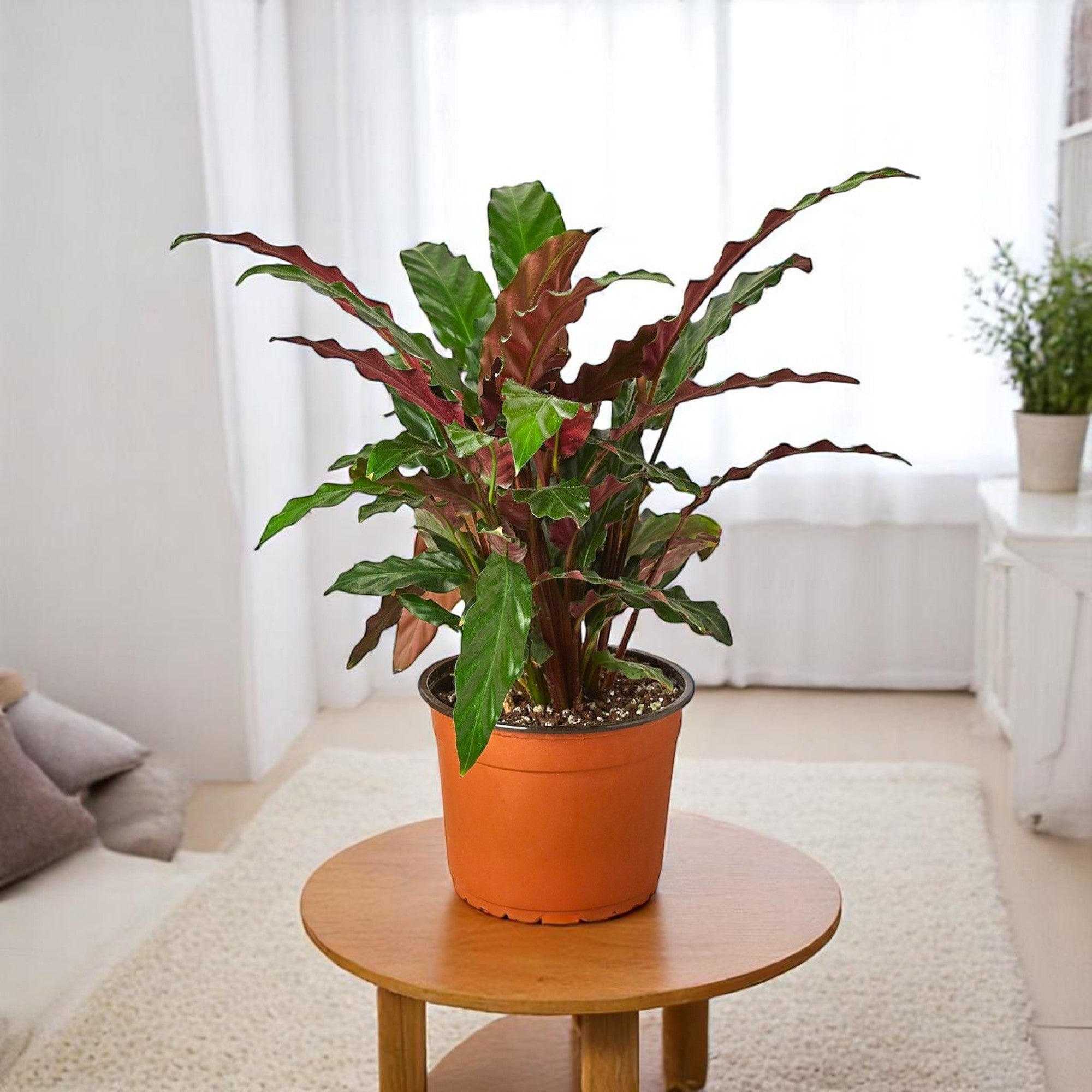 Marantha Rufibarba Plant - Calathea Rufibarba