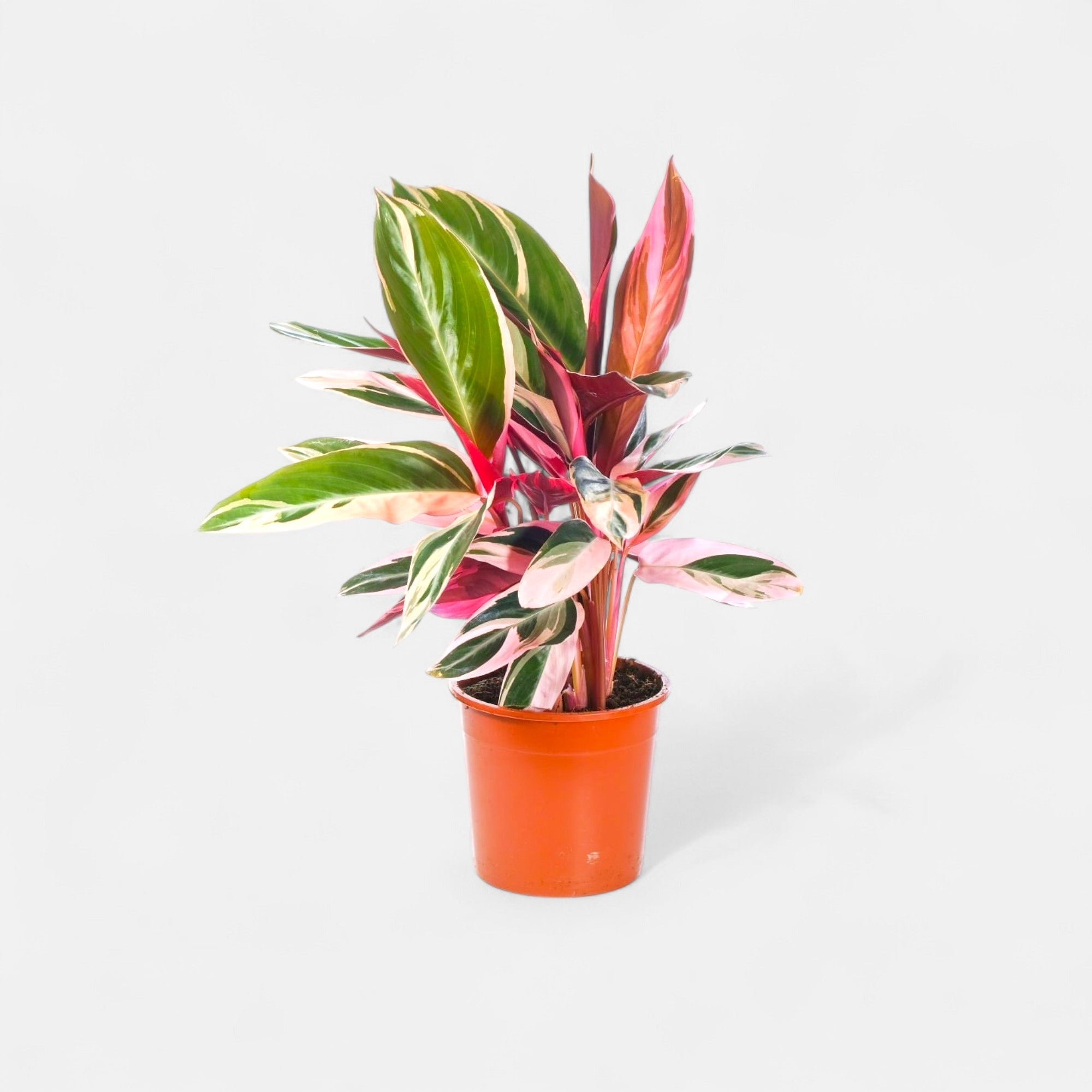 Marantha Triostar plant